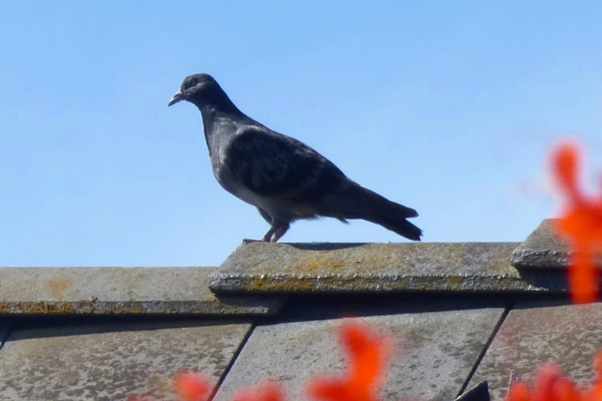 Rock Pigeon (Feral Pigeon) - ML57747861