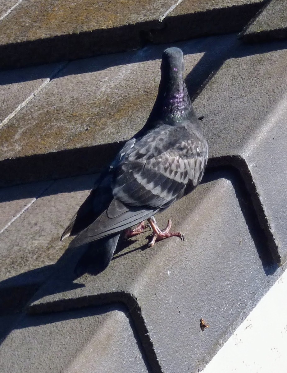 Rock Pigeon (Feral Pigeon) - ML57747911