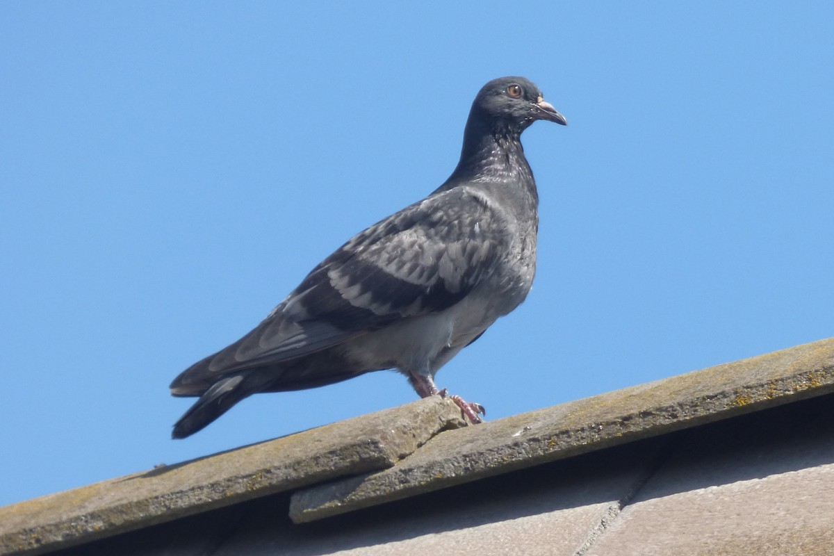 Rock Pigeon (Feral Pigeon) - ML57747931