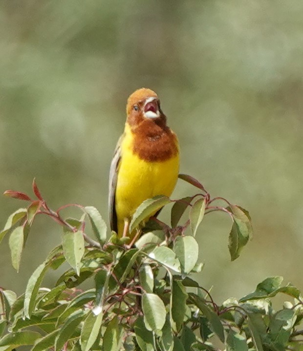 Red-headed Bunting - ML577481661