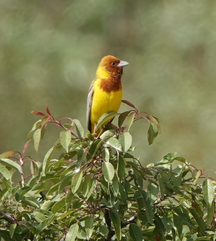 Red-headed Bunting - ML577481671
