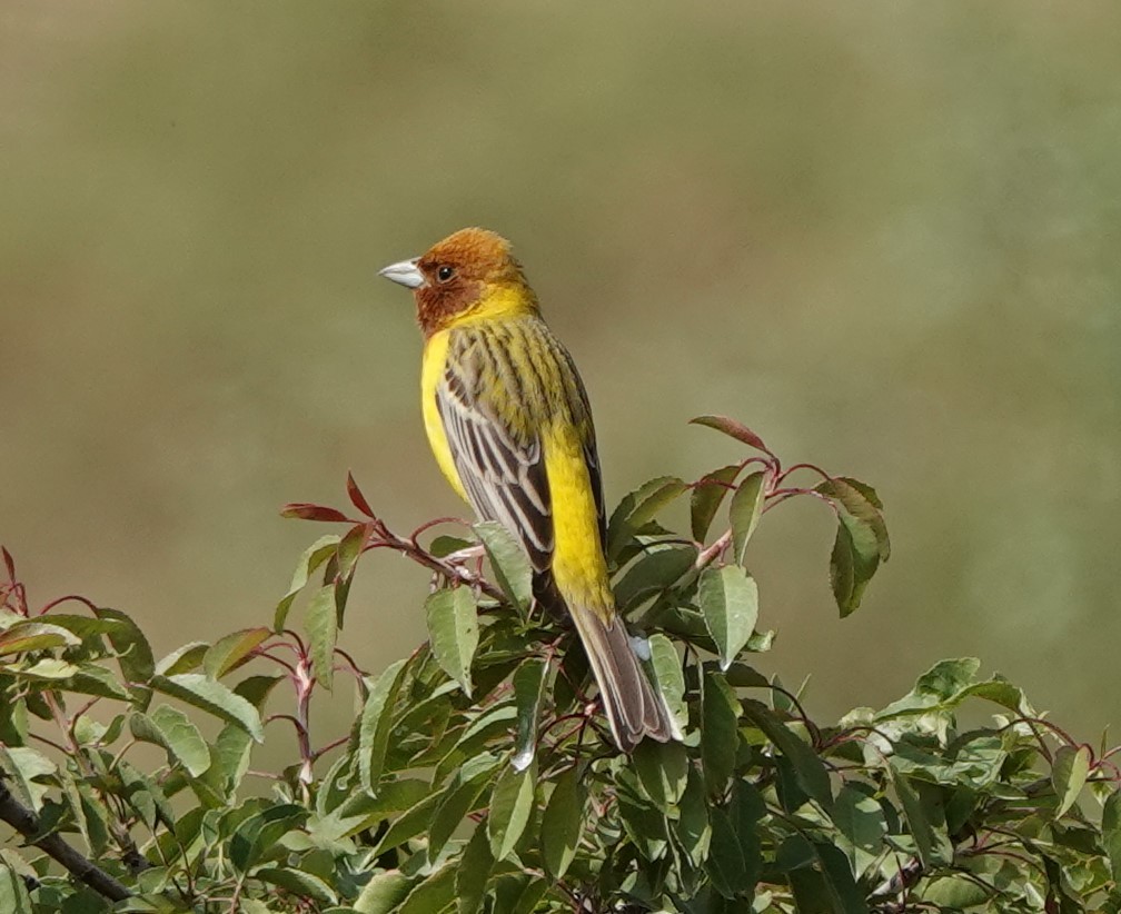 Red-headed Bunting - ML577481681