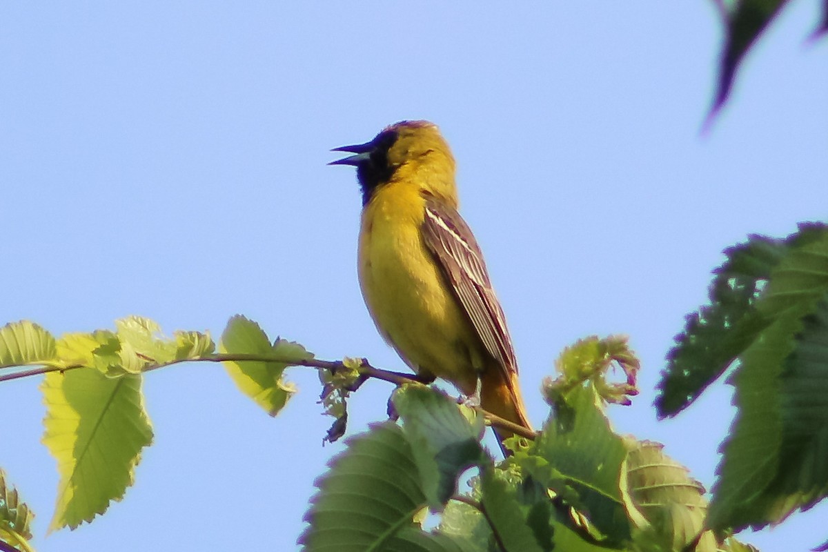 Orchard Oriole - ML577482571