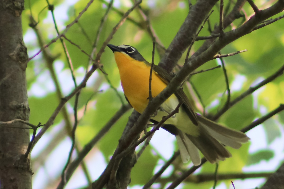 Yellow-breasted Chat - ML577482641