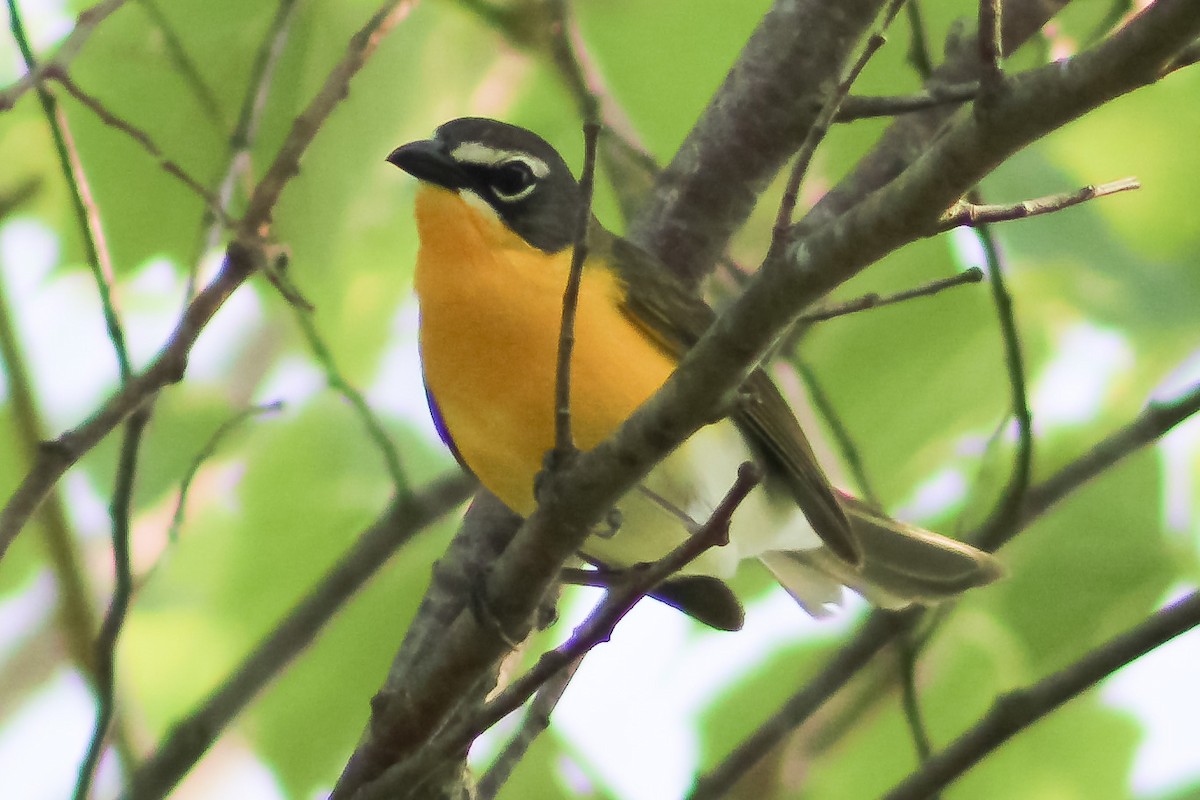 Yellow-breasted Chat - ML577482651