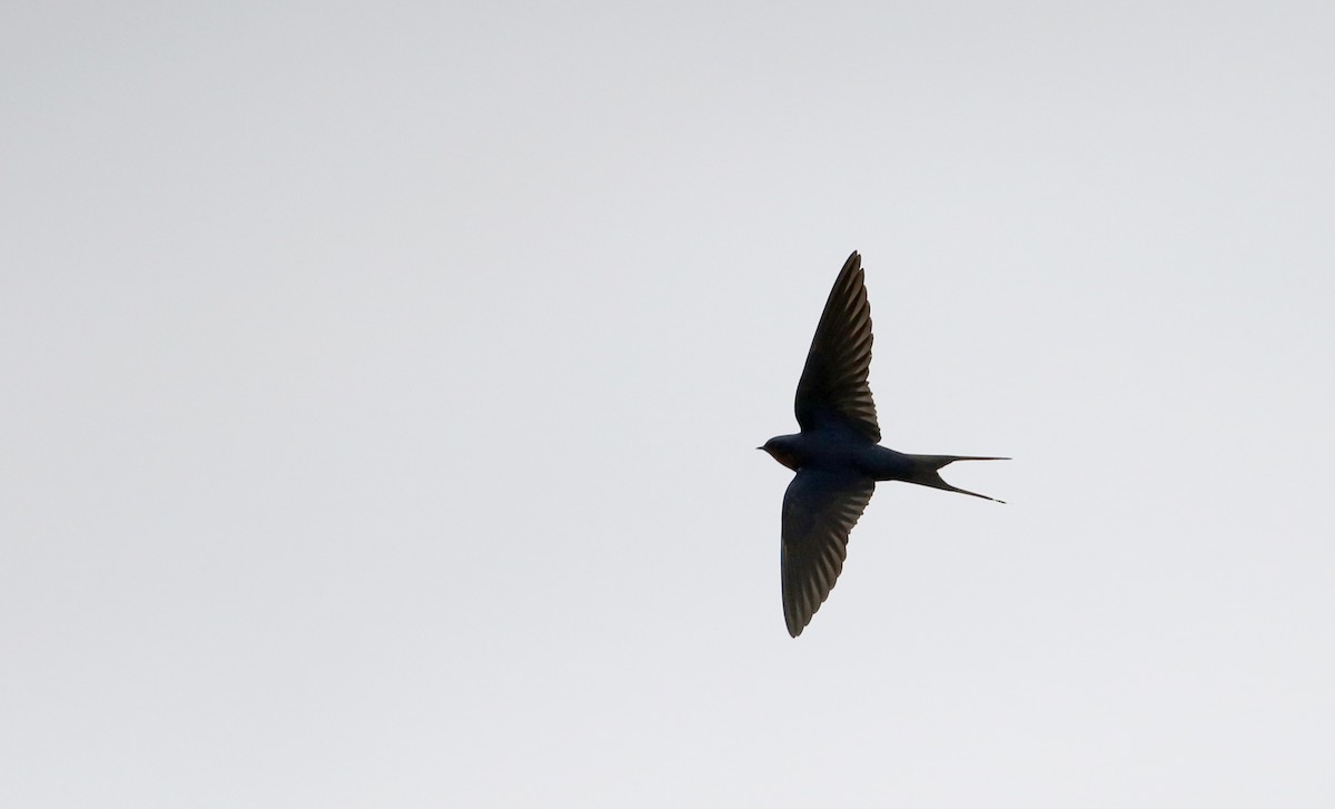 Barn Swallow (American) - ML57748731