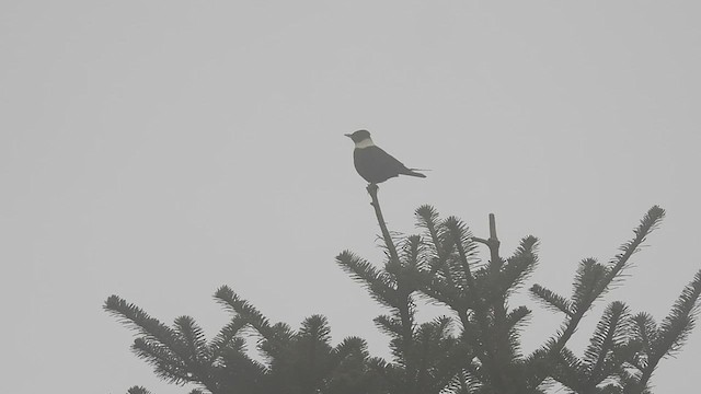 White-collared Blackbird - ML577492971