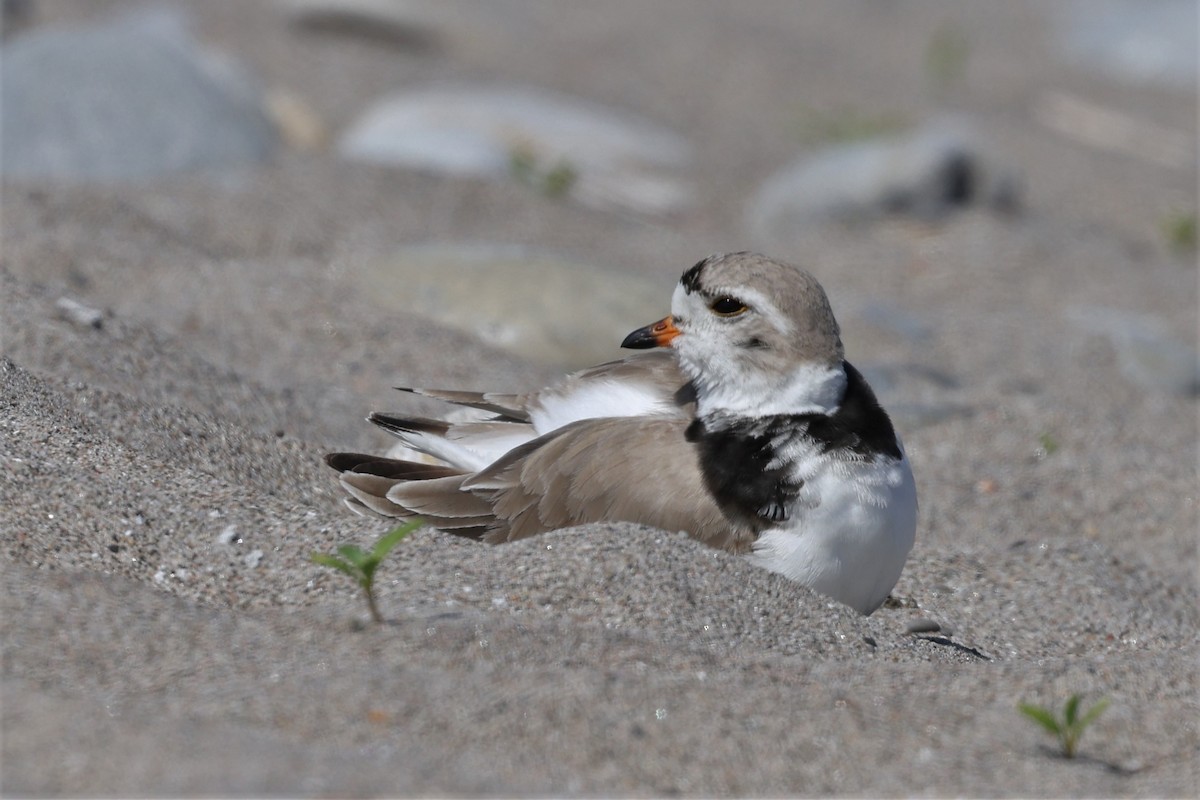 Piping Plover - ML577494911
