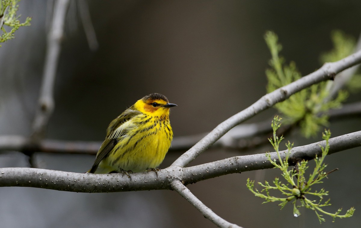 Cape May Warbler - ML57750281