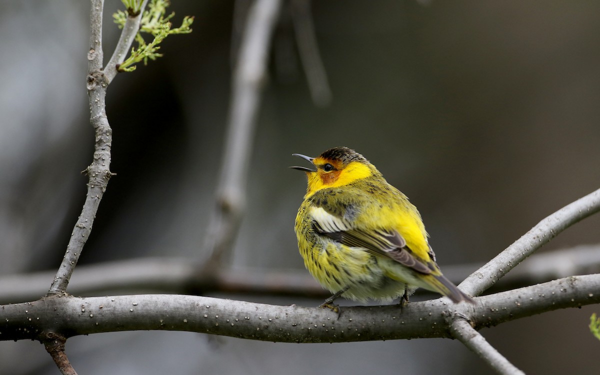 Cape May Warbler - ML57750291