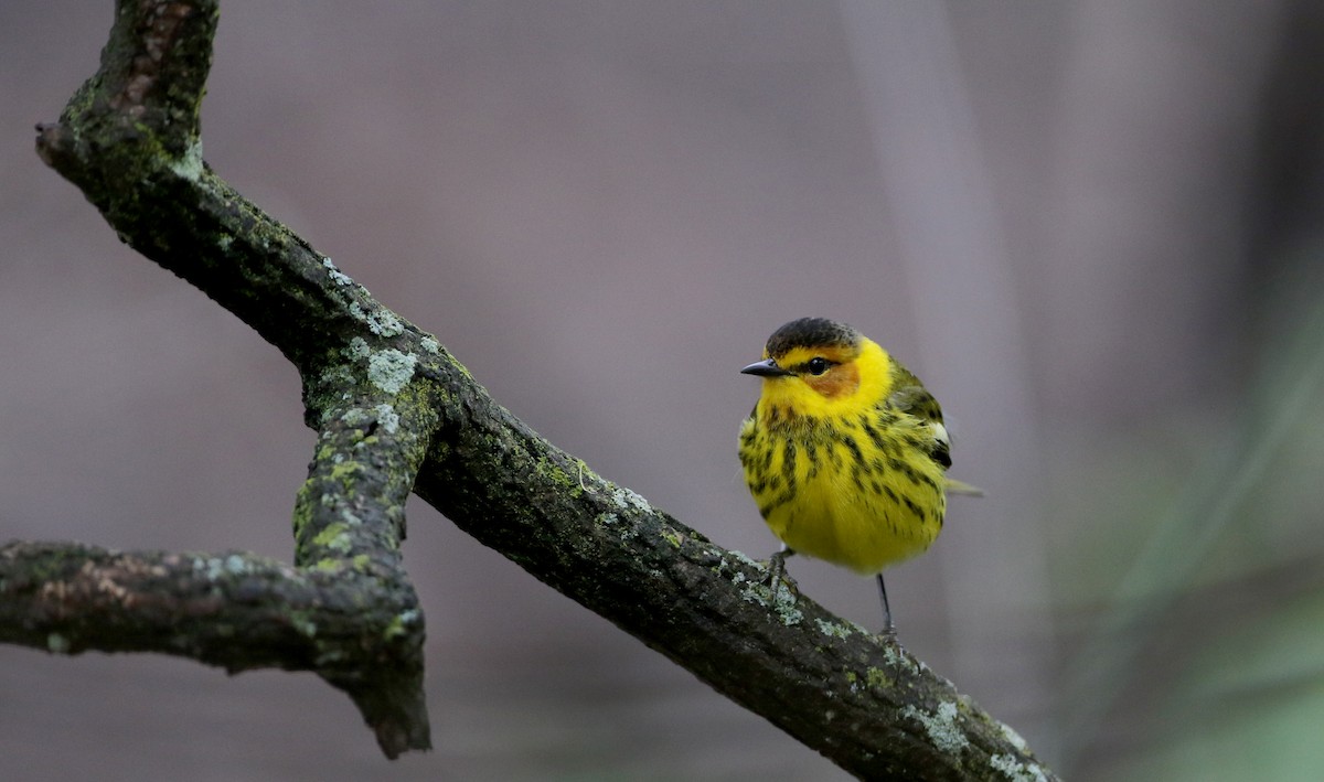 Cape May Warbler - ML57750311