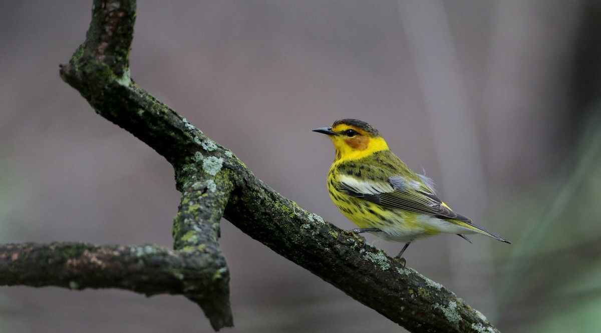 Cape May Warbler - ML57750331