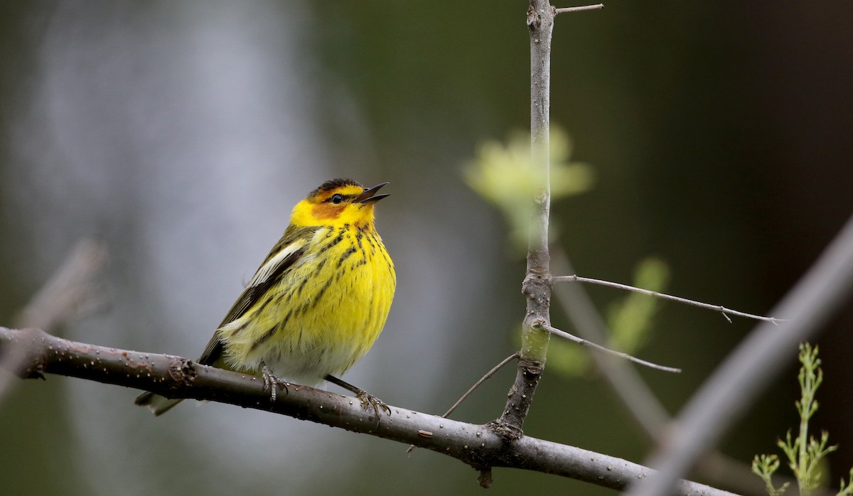 Cape May Warbler - ML57750361