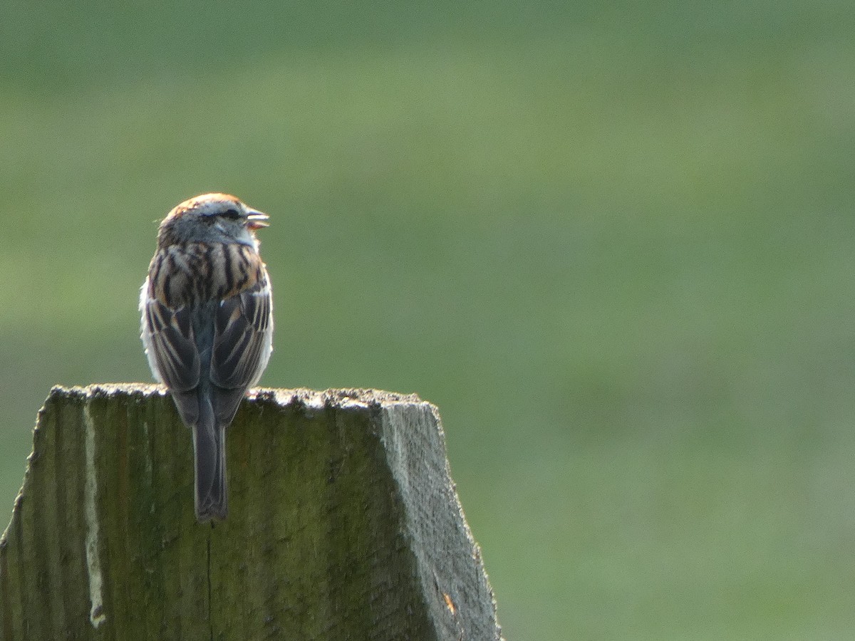 Chipping Sparrow - ML577503841