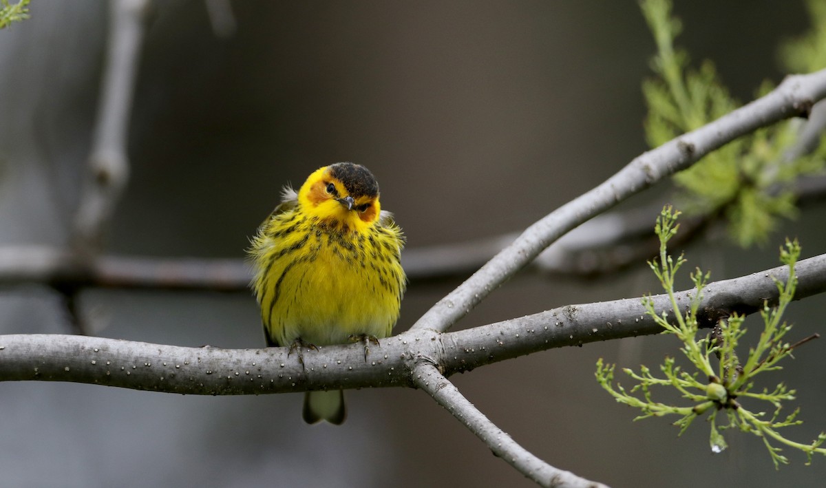 Cape May Warbler - ML57750401