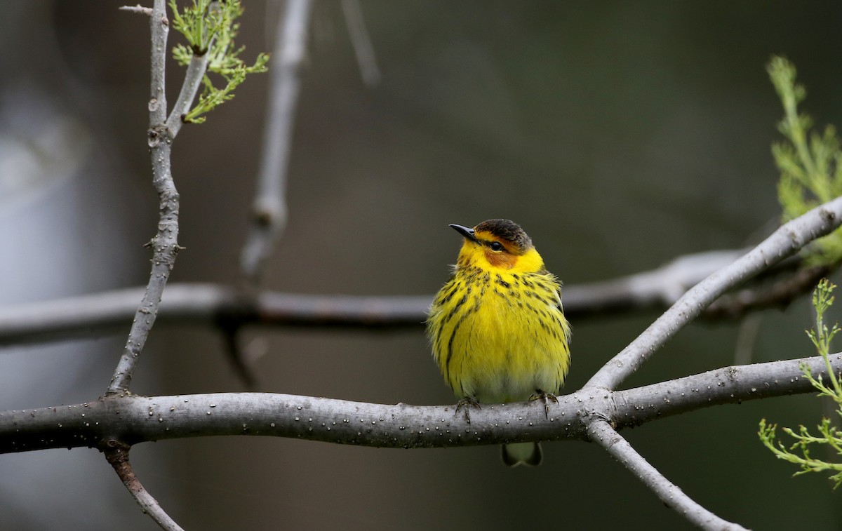 Cape May Warbler - ML57750421