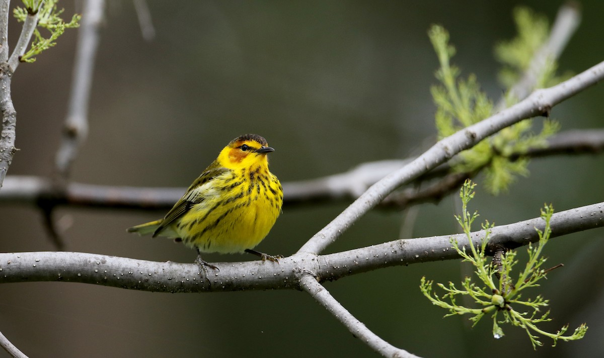 Cape May Warbler - ML57750431