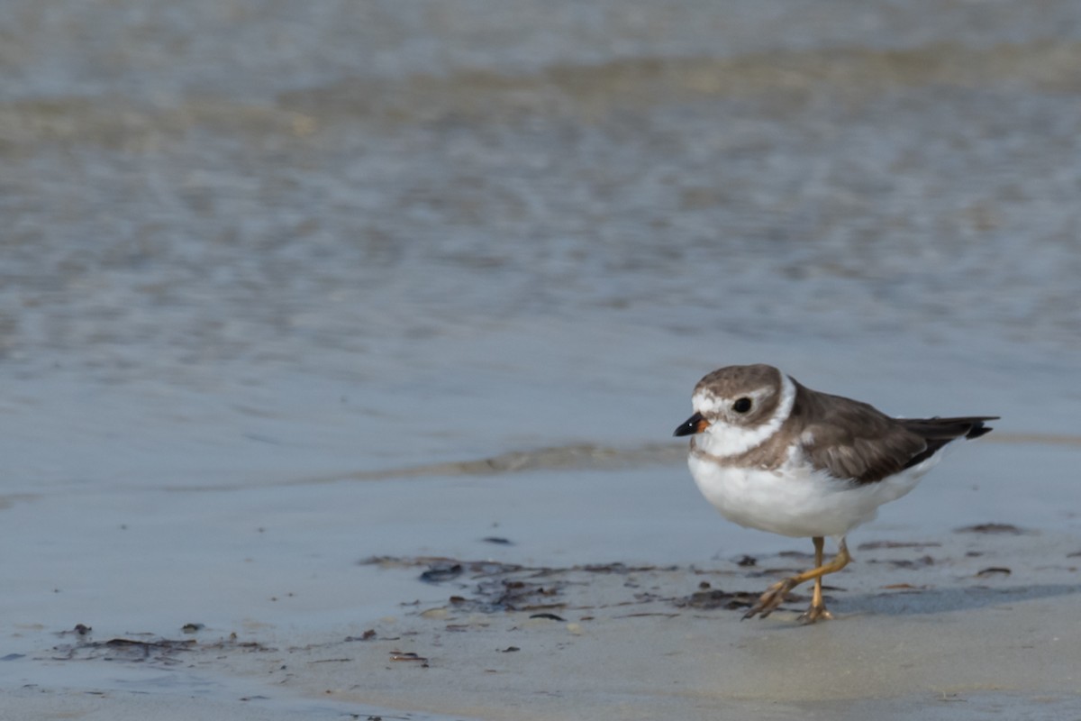 Semipalmated Plover - ML577506991
