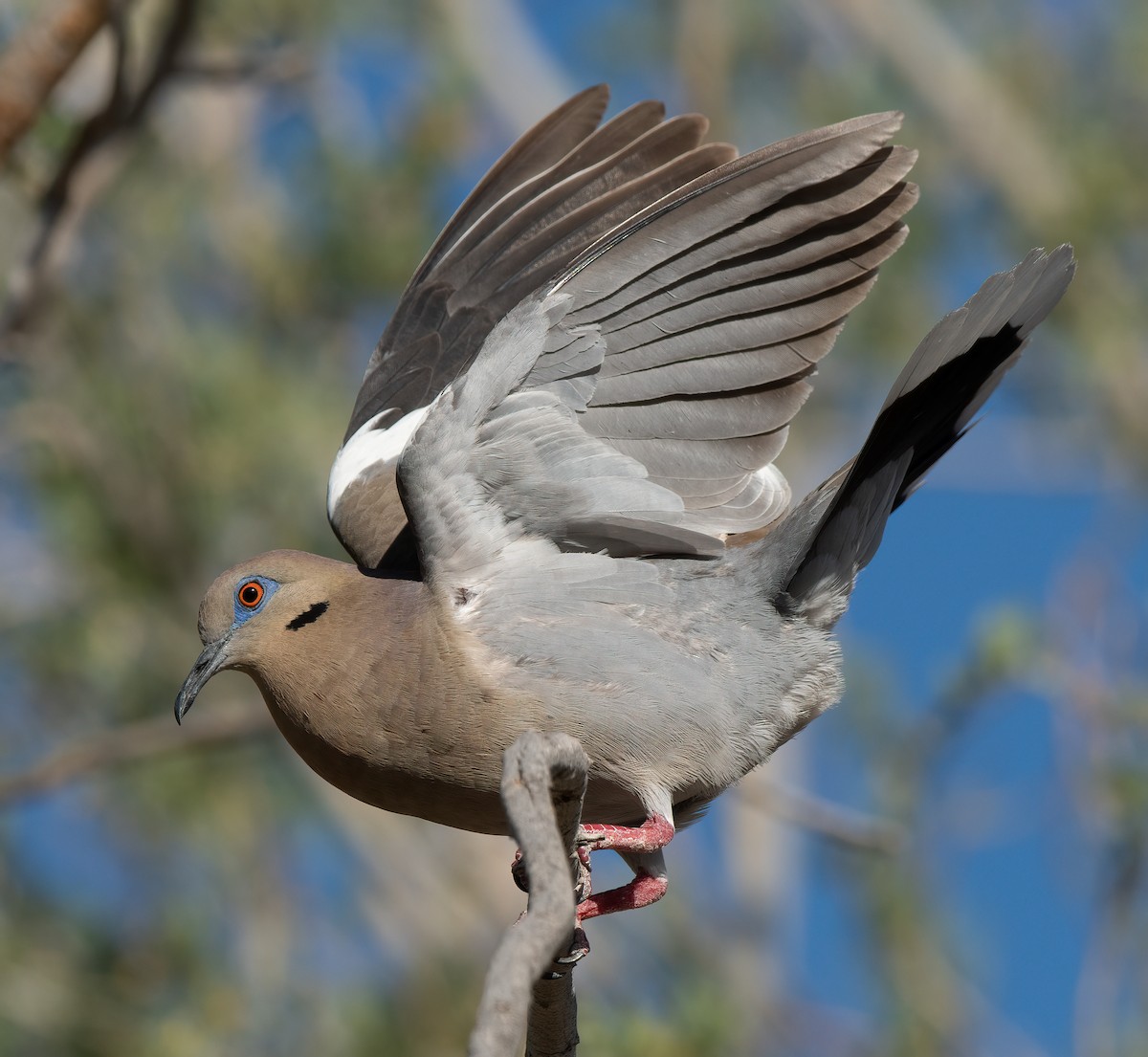 White-winged Dove - ML577507331