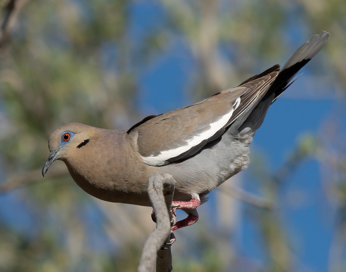 White-winged Dove - ML577507351