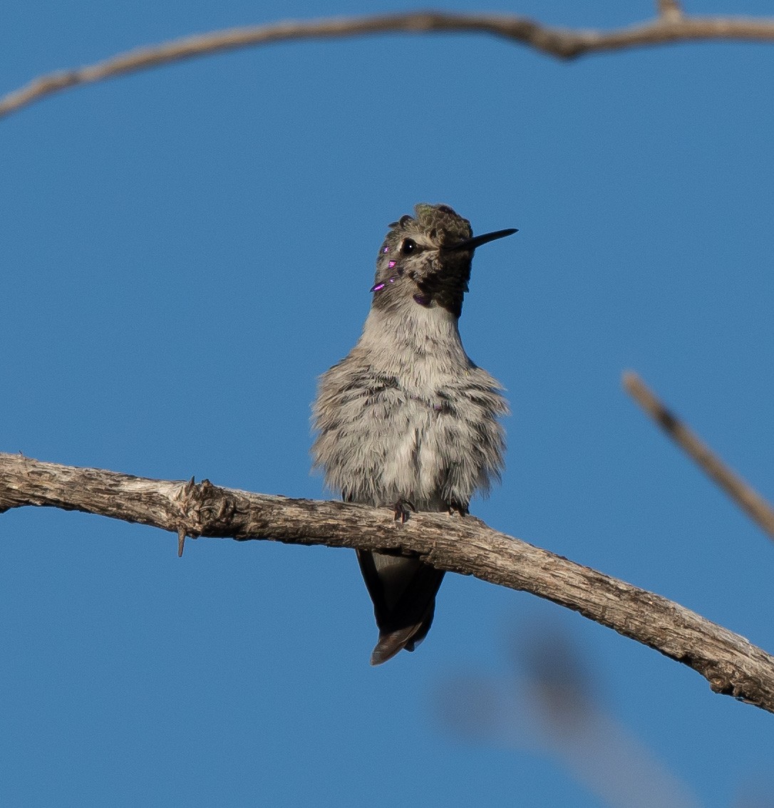 Costa's Hummingbird - ML577507421