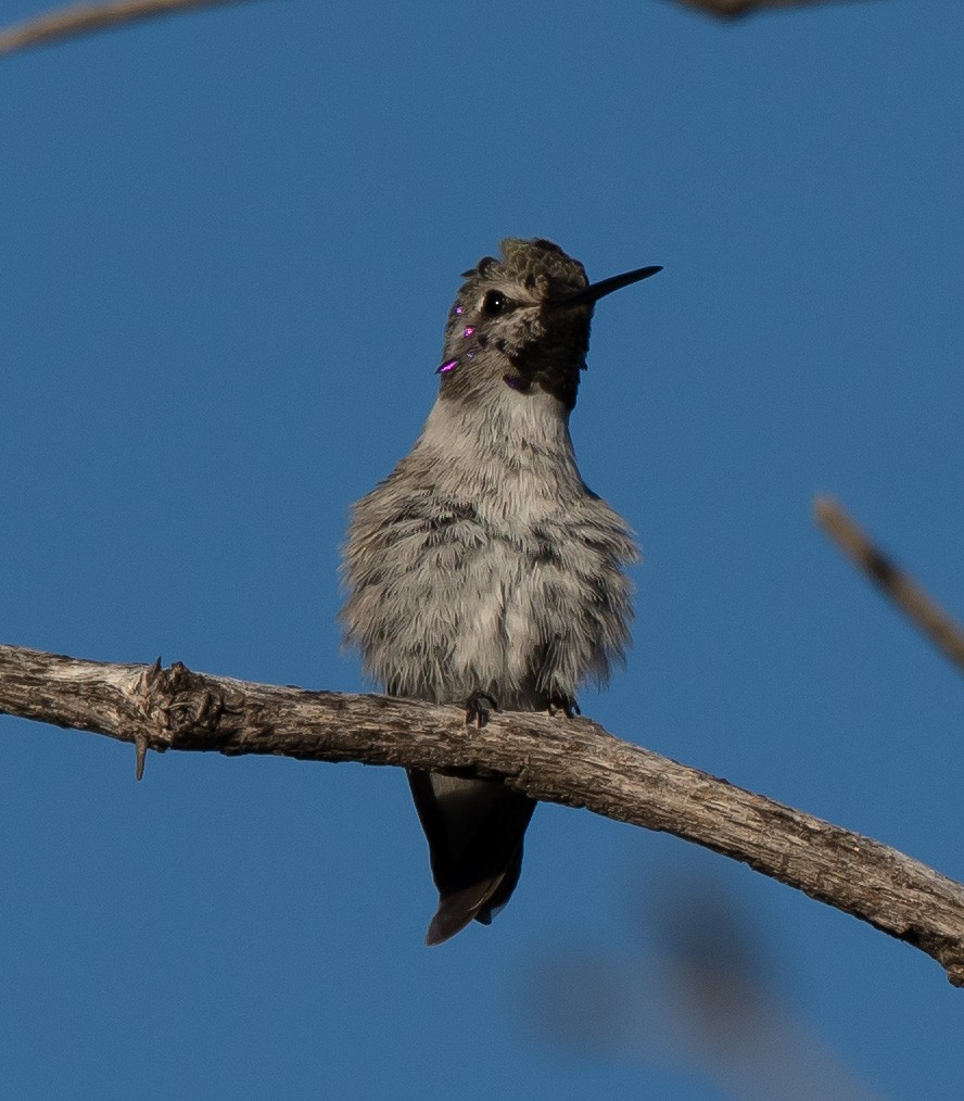 Costa's Hummingbird - ML577507431