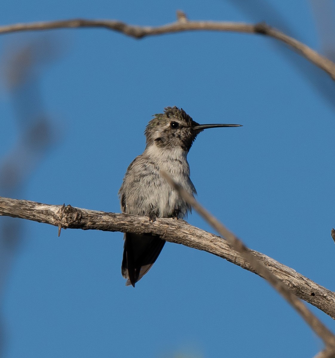 Costa's Hummingbird - ML577507441
