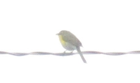 Yellow-breasted Chat - ML57751271