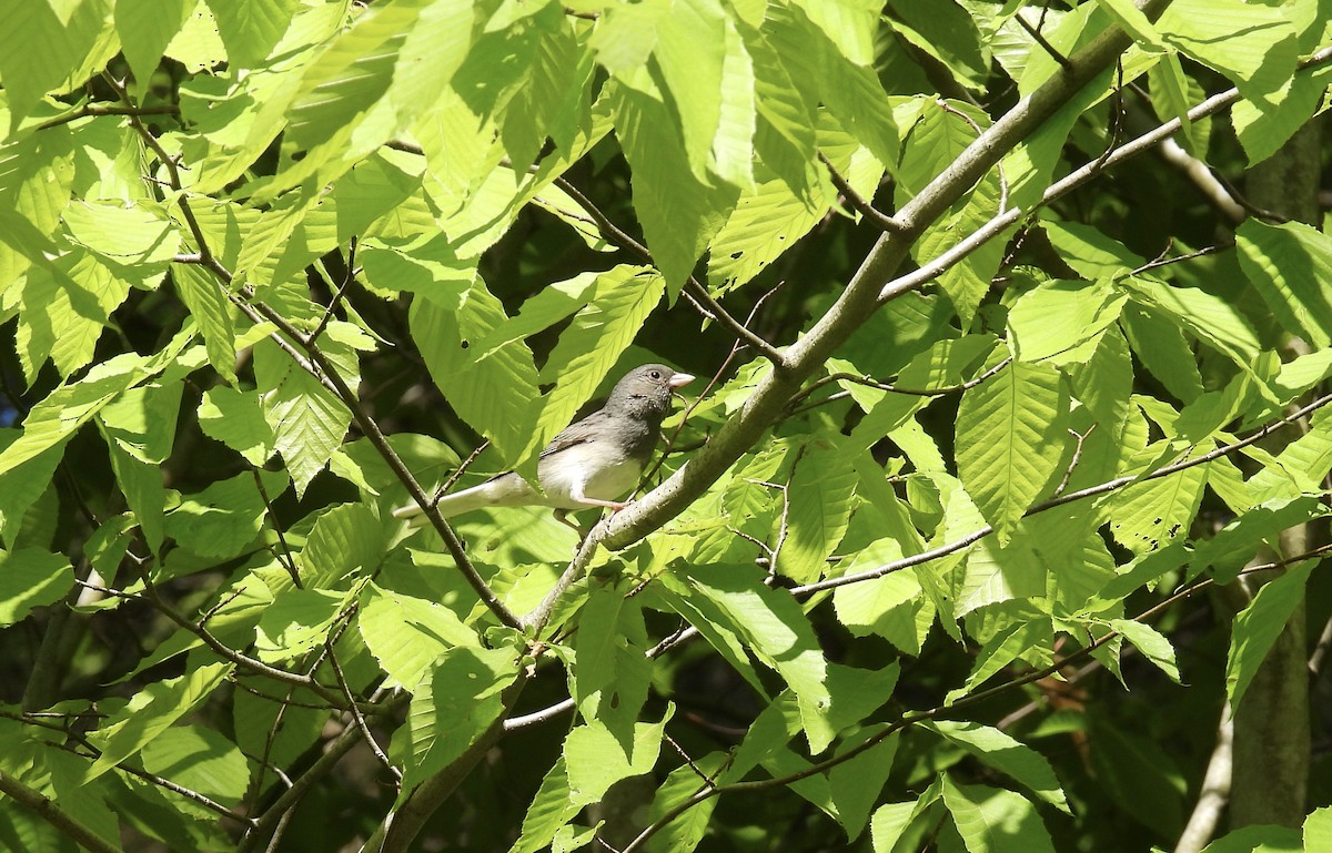 Ebird Checklist May State Game Lands Species