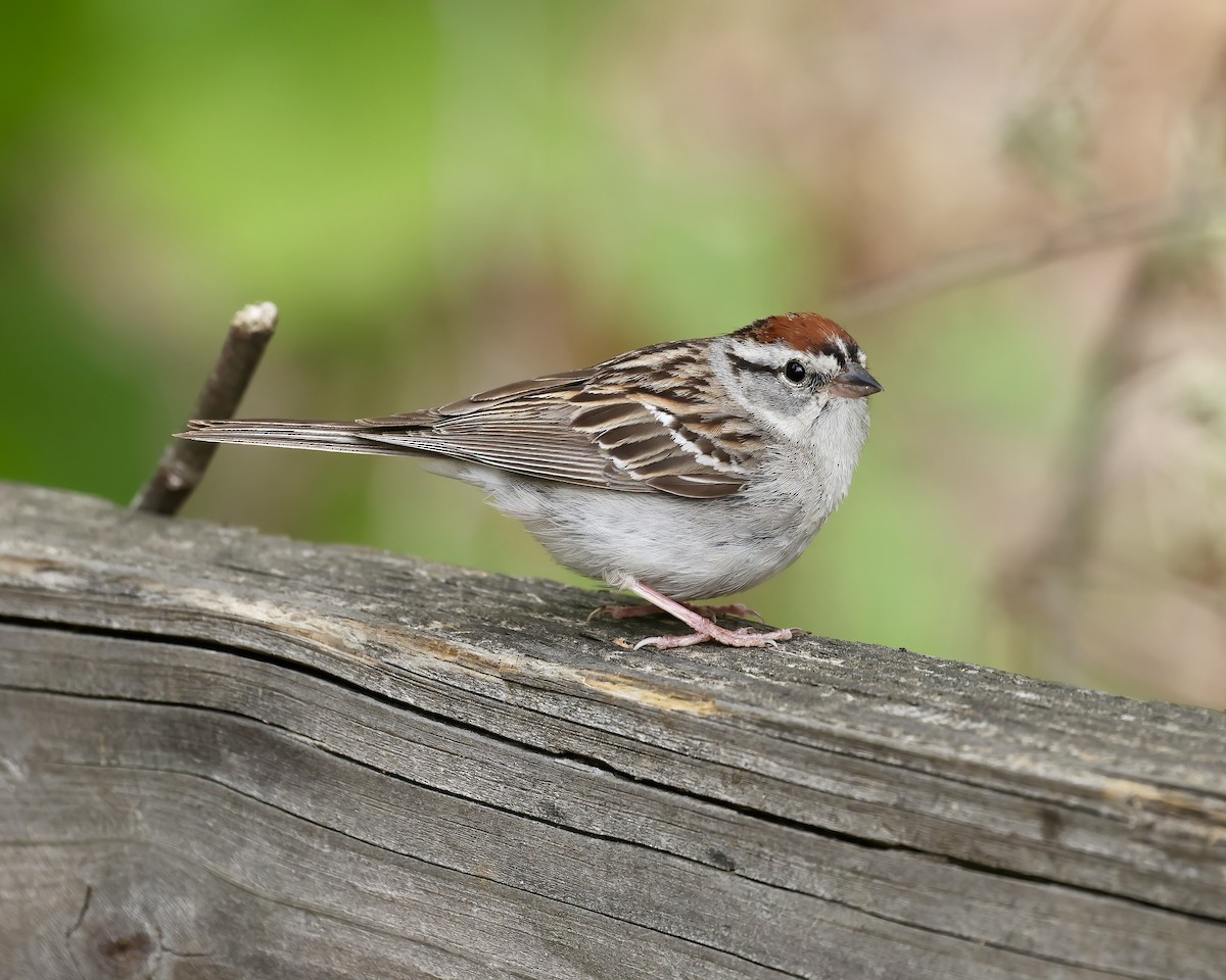 Chipping Sparrow - ML577514051