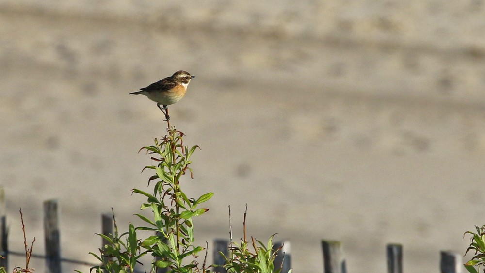 Whinchat - ML57751521