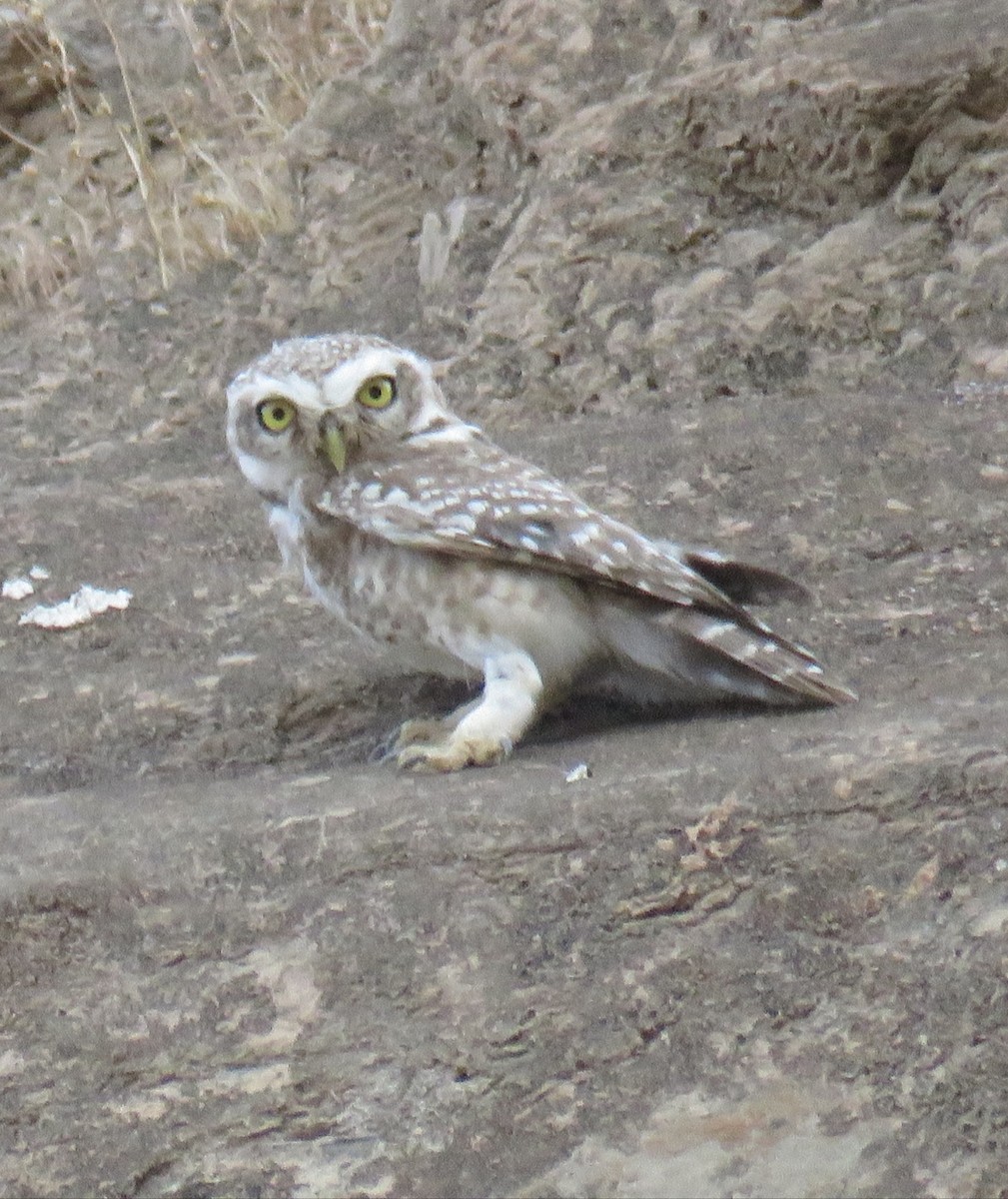 Spotted Owlet - ML577516821