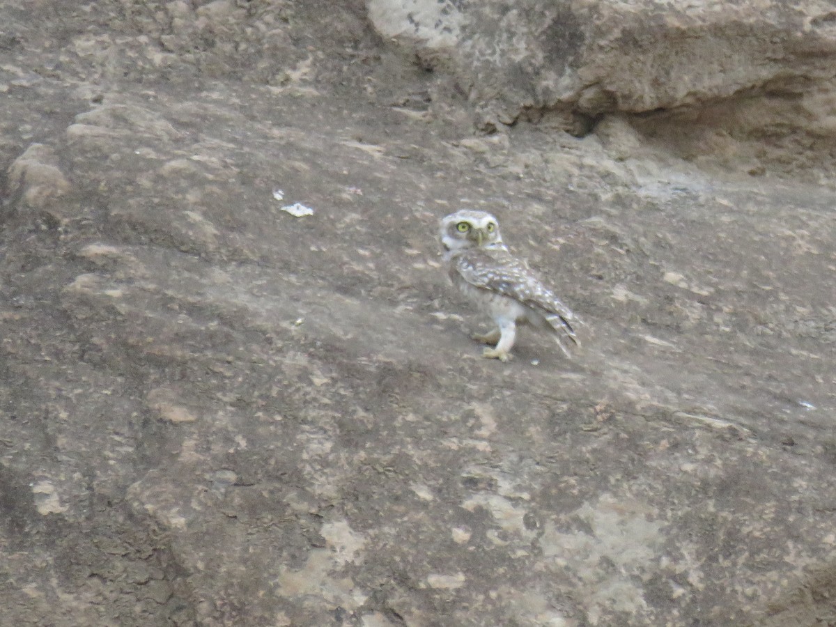 Spotted Owlet - ML577516921