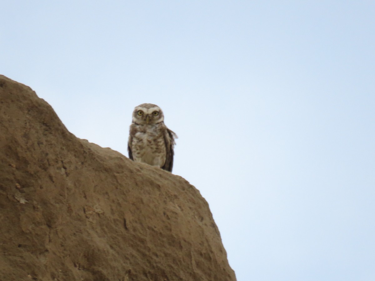 Spotted Owlet - ML577516931