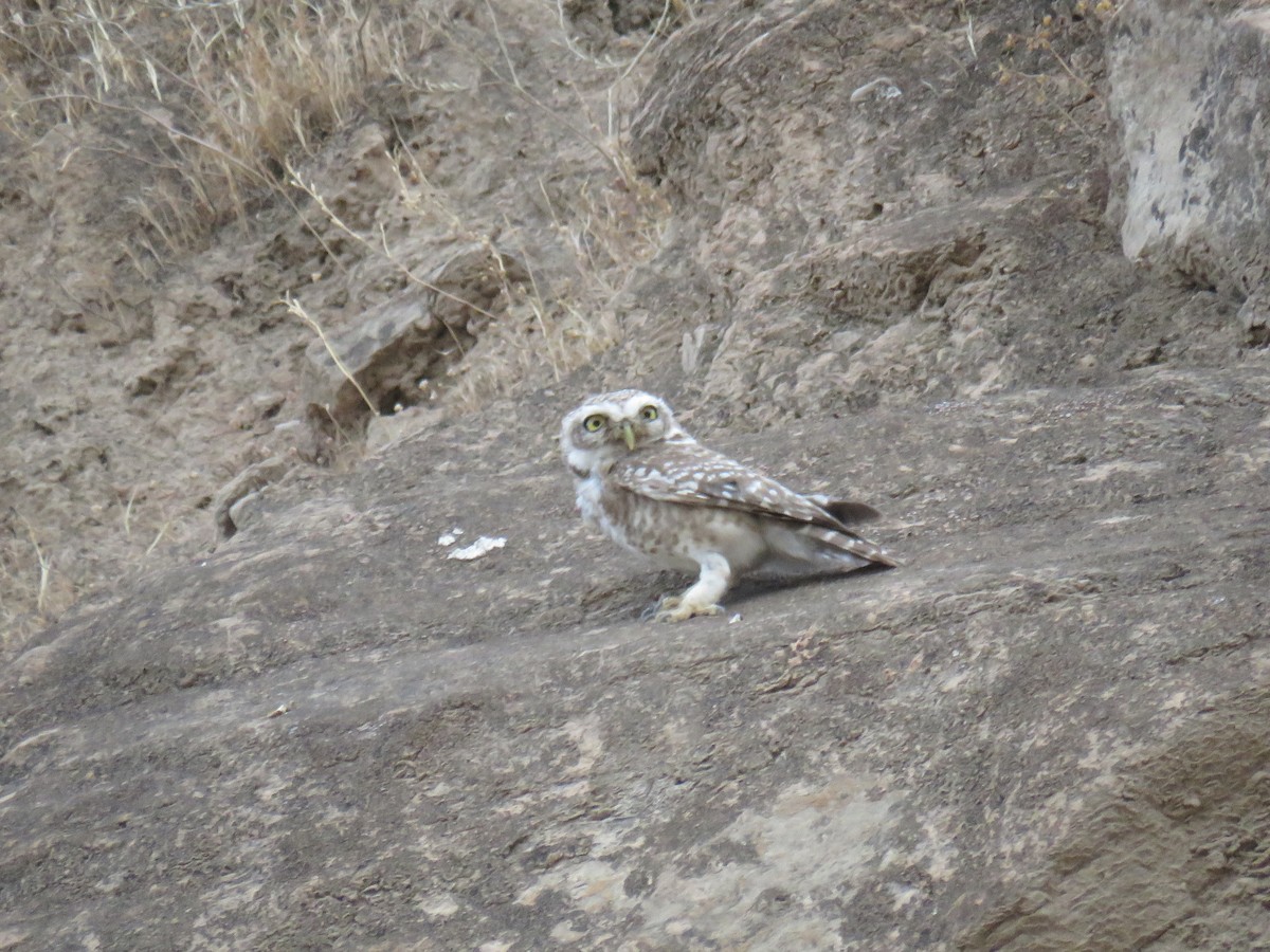 Spotted Owlet - ML577516951