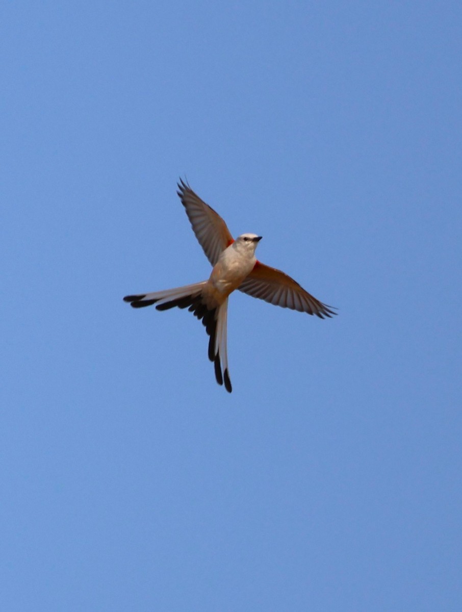 Scissor-tailed Flycatcher - ML577519041