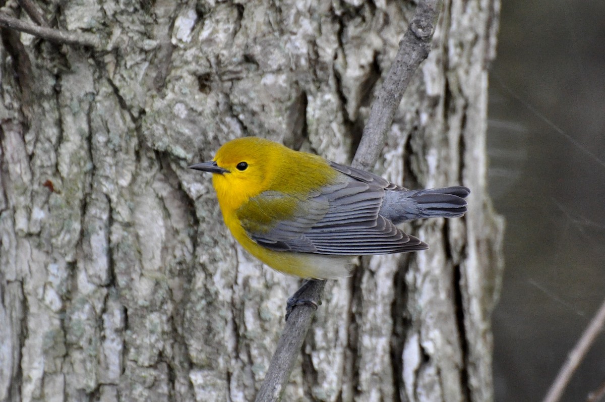 Prothonotary Warbler - James Thompson