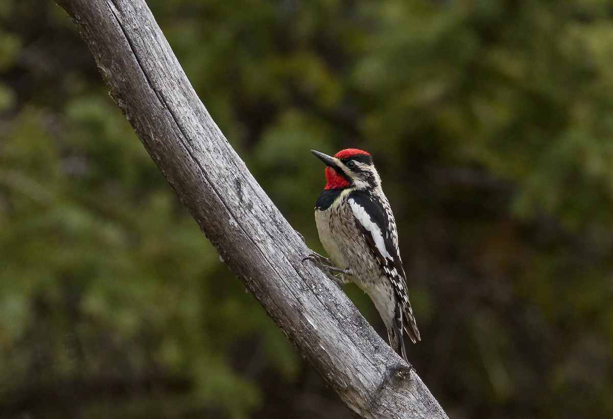 Yellow-bellied Sapsucker - Geoff Newhouse