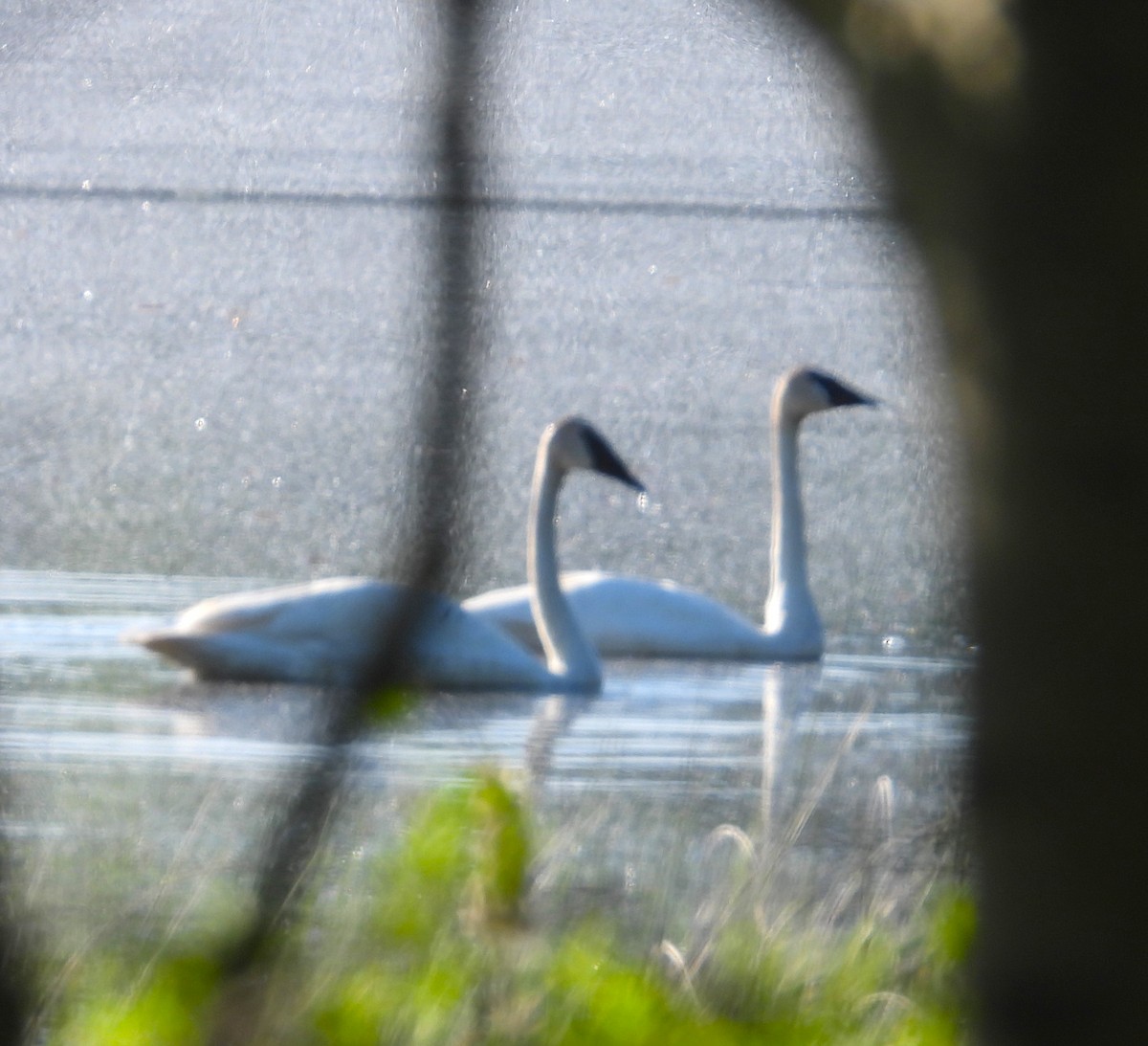 Ebird Checklist May Marl Lake Species