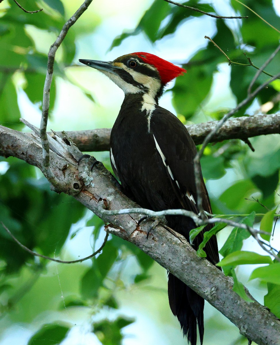 Pileated Woodpecker - ML577527661