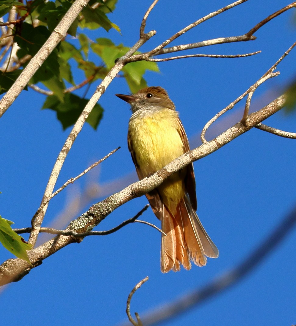 Great Crested Flycatcher - ML577527771