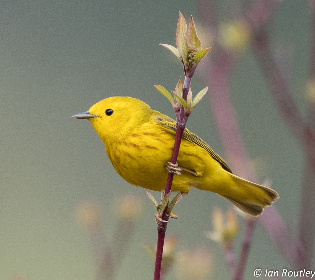 Yellow Warbler - Ian Routley