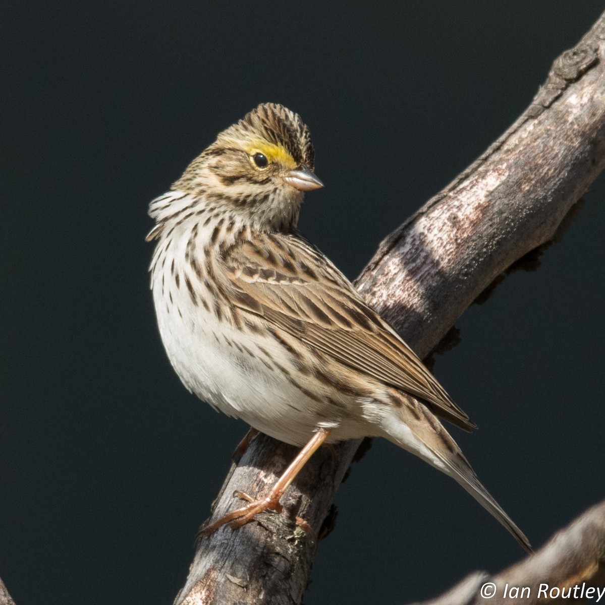 Savannah Sparrow - ML57753041