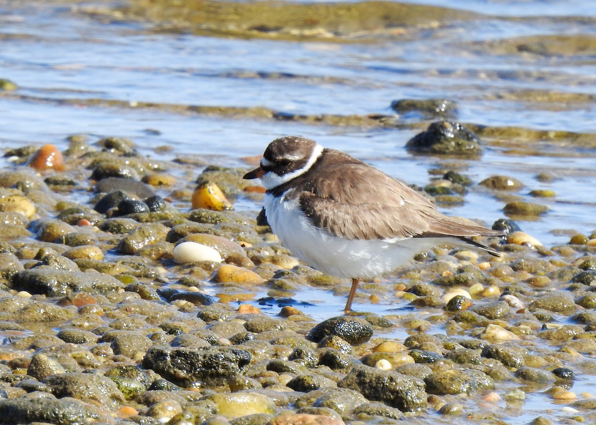 Semipalmated Plover - ML577535201