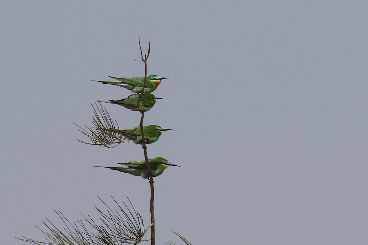 Blue-cheeked Bee-eater - Chris Kehoe