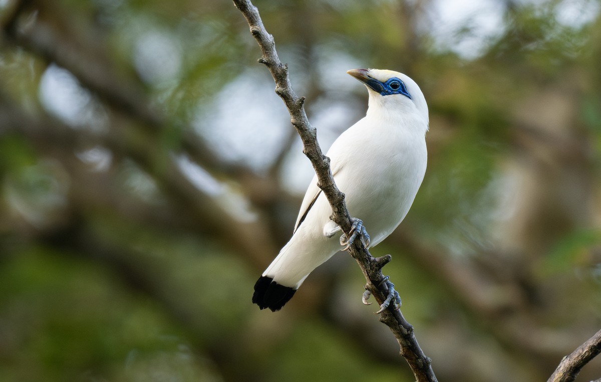 Bali Myna - Forest Botial-Jarvis