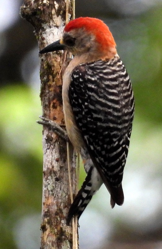 Red-crowned Woodpecker - ML577545391