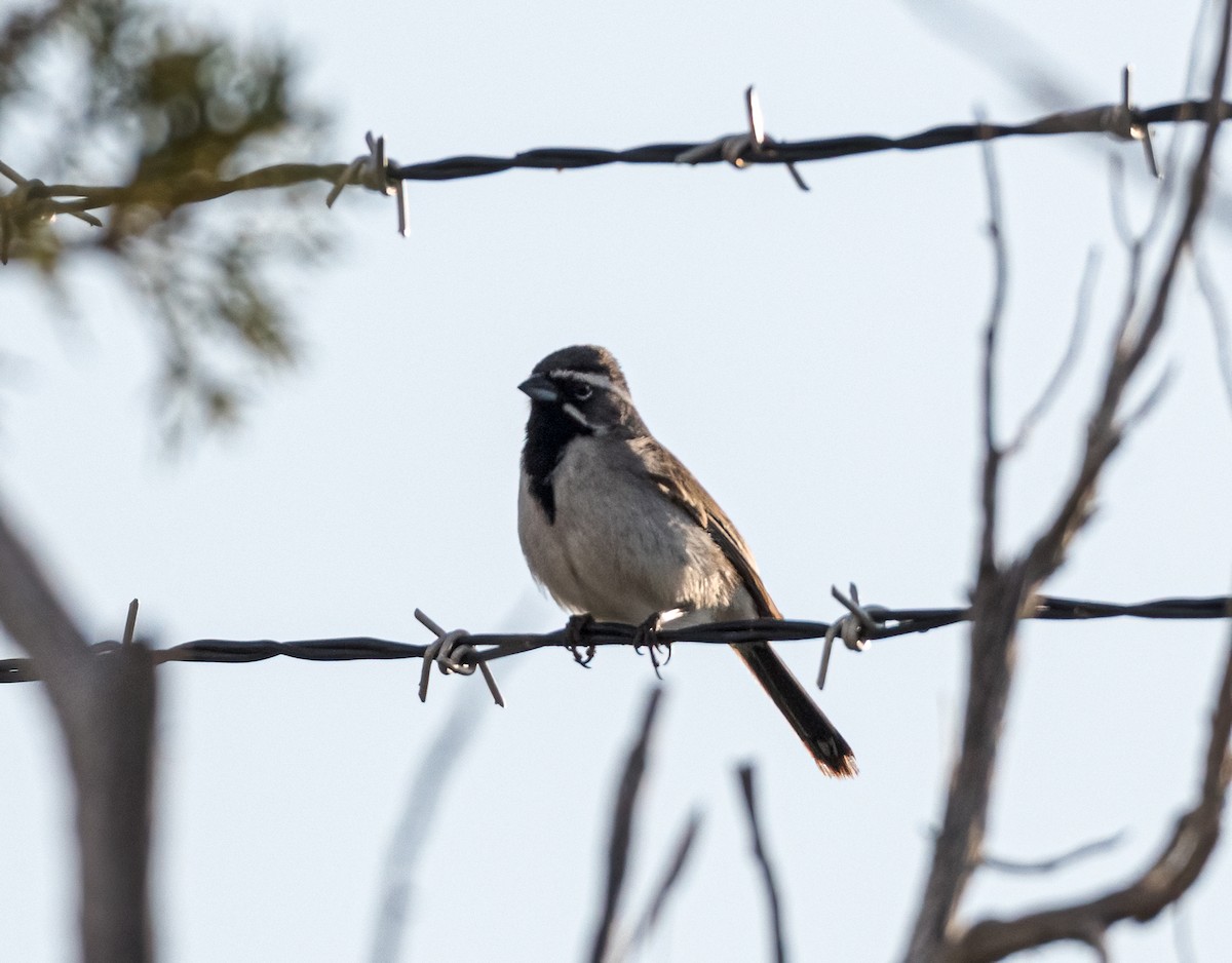 Black-throated Sparrow - ML577545591