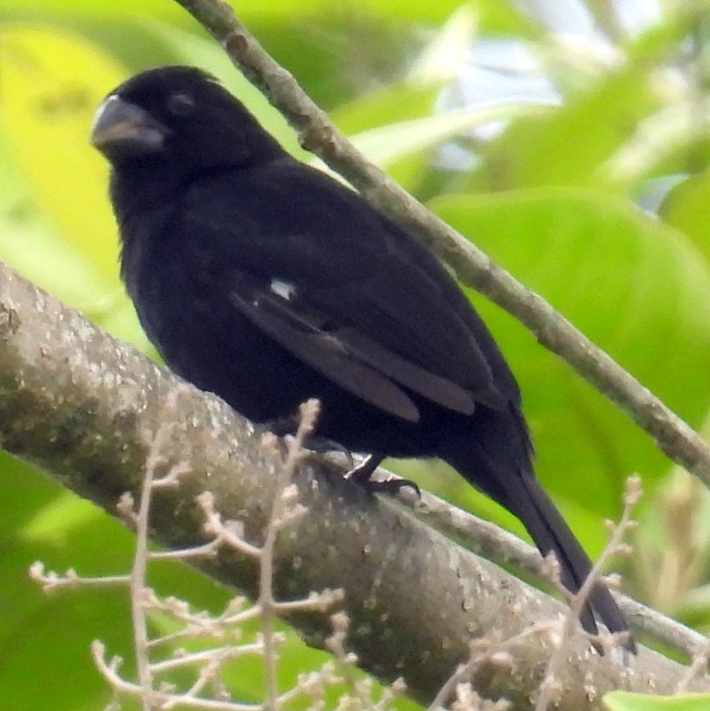 Thick-billed Seed-Finch - ML577546241