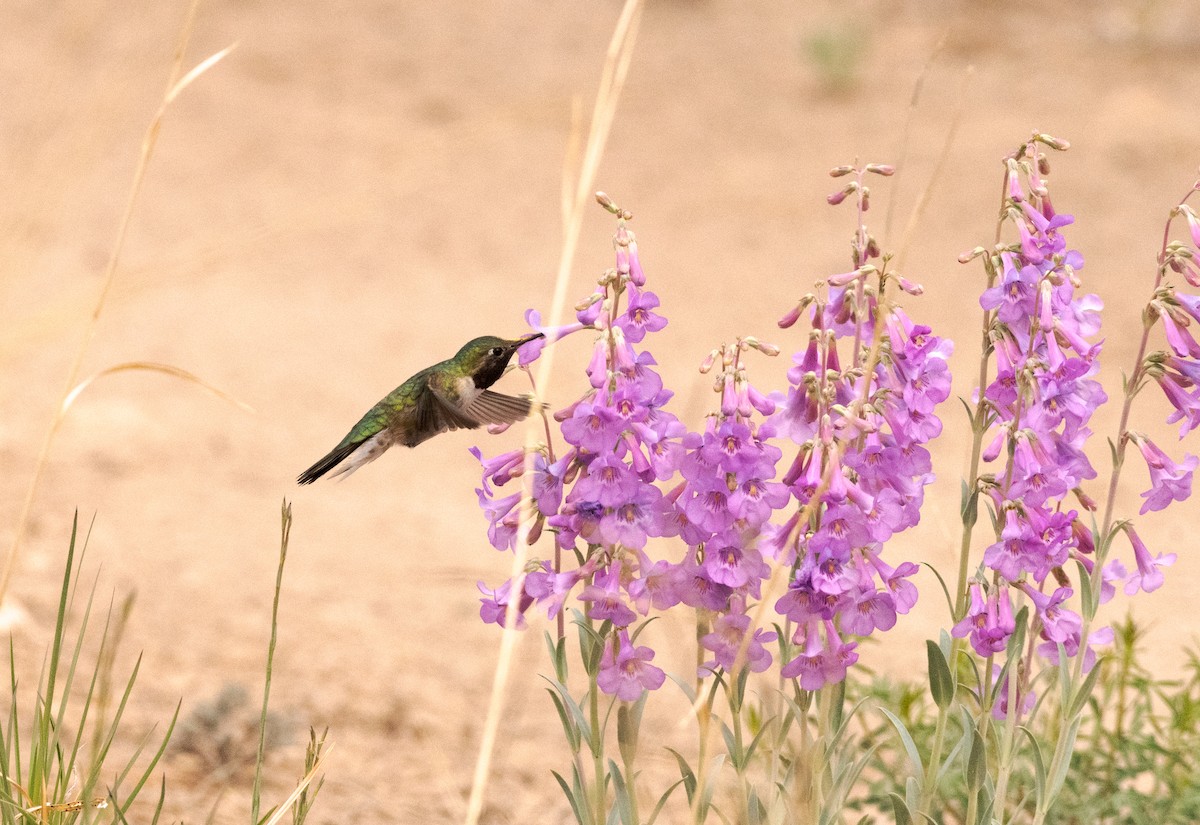 Broad-tailed Hummingbird - Jennifer Berger